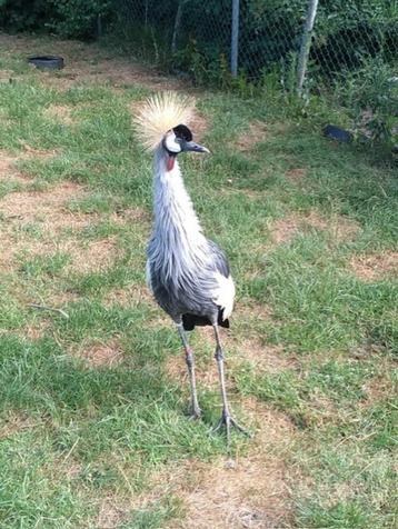 Kroonkraanvogel beschikbaar voor biedingen
