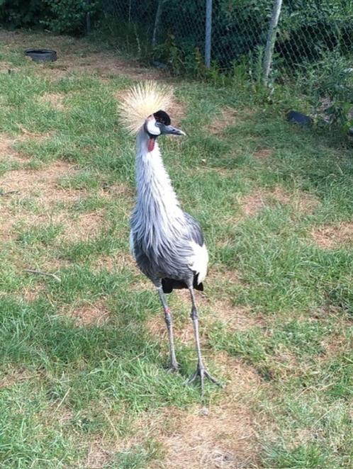 Kroonkraanvogel, Dieren en Toebehoren, Vogels | Overige Vogels, Geslacht onbekend, Geringd