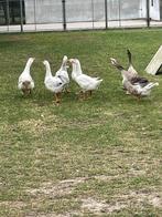 Ganzen, Dieren en Toebehoren, Pluimvee