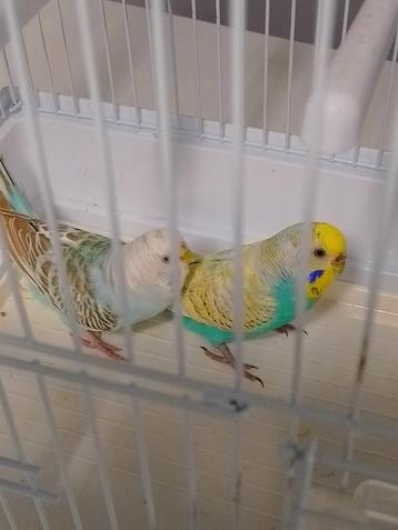 Verschillende kleuren  grasparkietjes met of zonder KOOI  beschikbaar voor biedingen