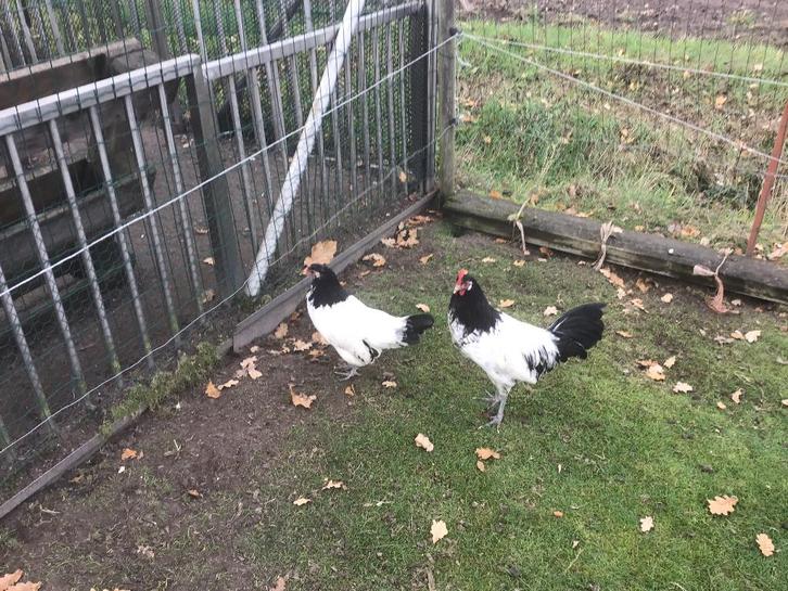 Lakenvelders, Animaux & Accessoires, Volatiles, Poule ou poulet, Femelle