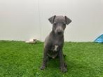 Nestje Italiaanse Windhondjes pups, België, Overige rassen, CDV (hondenziekte), 8 tot 15 weken