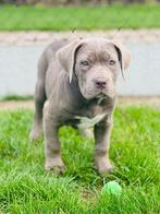 Kruising cane corso x am.staford te koop, Dieren en Toebehoren, België, CDV (hondenziekte), 8 tot 15 weken, Groot