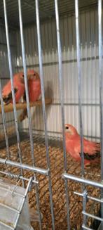 Bourkes opaline