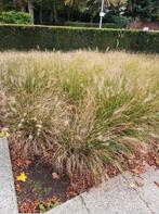 Siergras pennisetum (Lampenpoetsersgras), Tuin en Terras, Ophalen