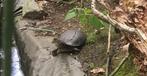 Waterschildpadden, Dieren en Toebehoren, Reptielen en Amfibieën, Schildpad, 3 tot 6 jaar