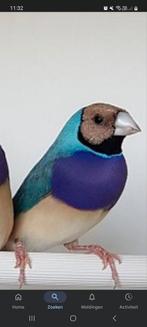 Gouldamadine, Dieren en Toebehoren, Vogels | Overige Vogels