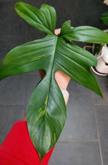 Philodendron florida beauty (rooted stem cut)