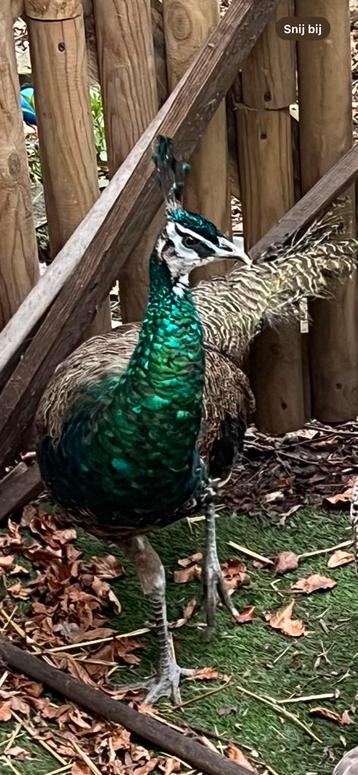 Gezocht: eieren OF jonge kuikens spalding pauwen, Dieren en Toebehoren