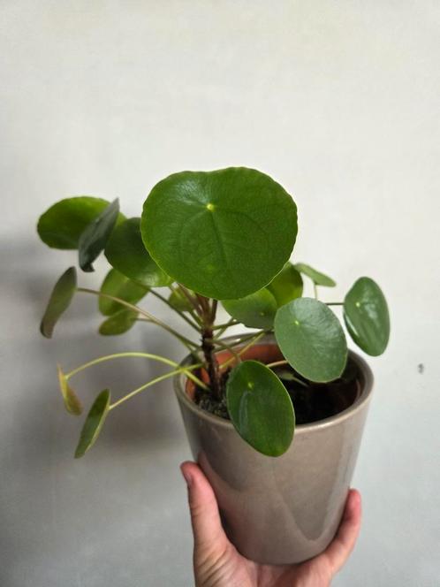 Pannenkoekenplant, Huis en Inrichting, Kamerplanten, Ophalen