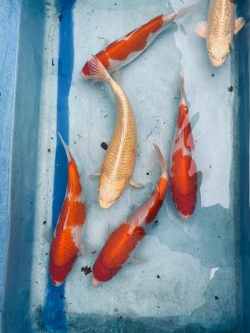Kohaku en Yamabuki 27-32cm beschikbaar voor biedingen
