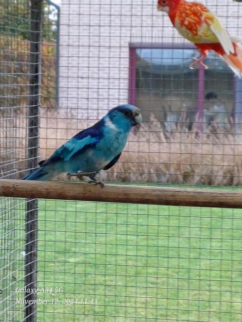 Superhandtamme blauwe barnard: bijna zelfstandig, Dieren en Toebehoren, Vogels | Parkieten en Papegaaien, Parkiet, Tam, Geringd