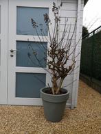 Hydrangea paniculata (wit) in Elho pot 50cm, Jardin & Terrasse, Plantes | Jardin, Enlèvement ou Envoi