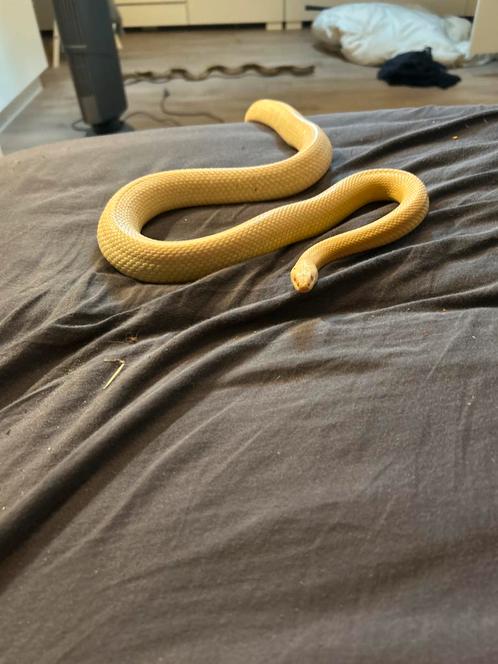 0.1 Amel Palmetto Stripe Tessera 4 jaar, Dieren en Toebehoren, Reptielen en Amfibieën, Slang, Tam