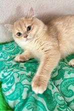 Golden Brits korthaar en langhaar kittens, Meerdere dieren, Gechipt, 0 tot 2 jaar