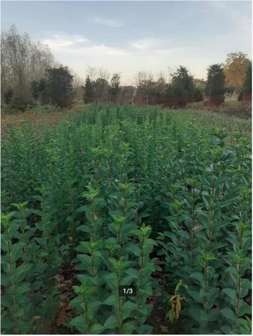 Ligustrum ovalifolium, Jardin & Terrasse, Plantes | Arbustes & Haies, Enlèvement