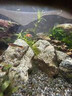 Endler guppy’s, Dieren en Toebehoren, Vis, Zoetwatervis