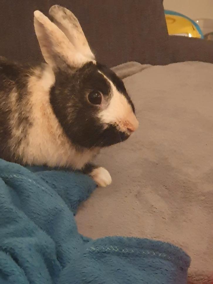 Konijn, Dieren en Toebehoren, Konijnen