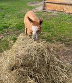 T e koop Gaston is zijn naam Dekhengst wordt ., Dieren en Toebehoren, Schapen, Geiten en Varkens
