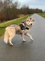 Siberische husky reu met stamboom, Dieren en Toebehoren, Fokker | Hobbymatig, Reu, Buitenland, CDV (hondenziekte)