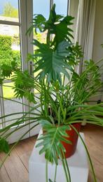 Philodendron Xanadu, Huis en Inrichting, Kamerplanten, Overige soorten, 100 tot 150 cm, Volle zon, Ophalen