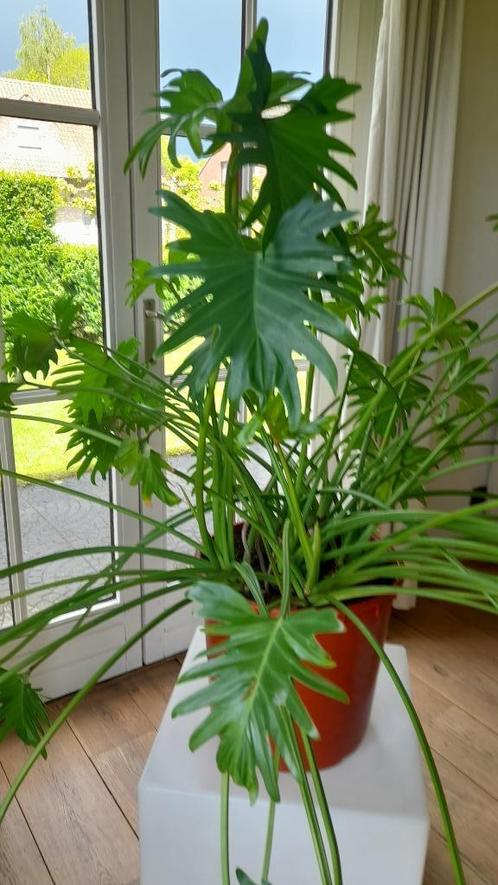 Philodendron Xanadu, Huis en Inrichting, Kamerplanten, Overige soorten, 100 tot 150 cm, Groene kamerplant, Volle zon, Ophalen