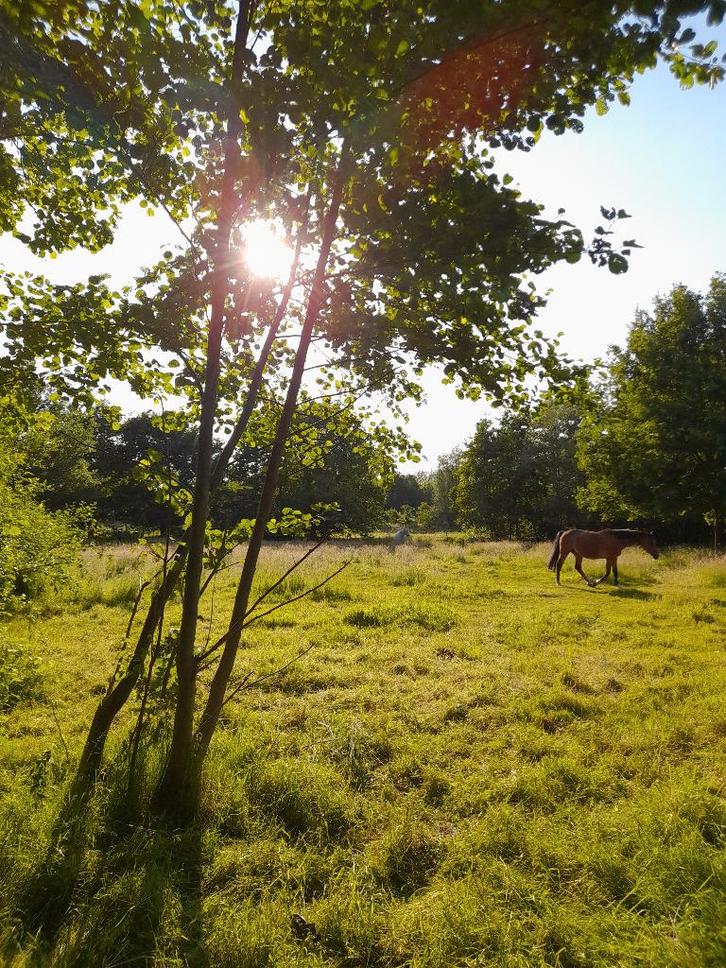 Weide te huur, Dieren en Toebehoren, Stalling en Weidegang, Weidegang