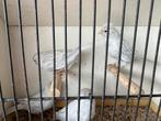 Wit agaat, Dieren en Toebehoren