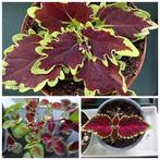 Kleurrijke Coleus/siernetel, Huis en Inrichting, Kamerplanten, Ophalen, Overige soorten, In pot, Minder dan 100 cm