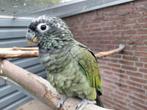 Nog 1 jonge tamme Pionus en een mooie..., Femelle, Perroquet, Domestique