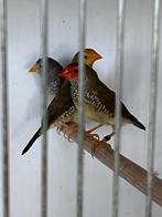 Binzen astrilde, Dieren en Toebehoren, Vogels | Overige Vogels, Meerdere dieren, Tropenvogel, Geringd