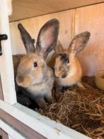 Dwergkonijn, Dieren en Toebehoren, Konijnen, Dwerg
