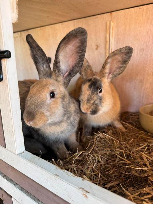 Dwergkonijn, Dieren en Toebehoren, Konijnen, Dwerg