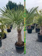 Palmbomen, Tuin en Terras, Planten | Bomen, Ophalen of Verzenden