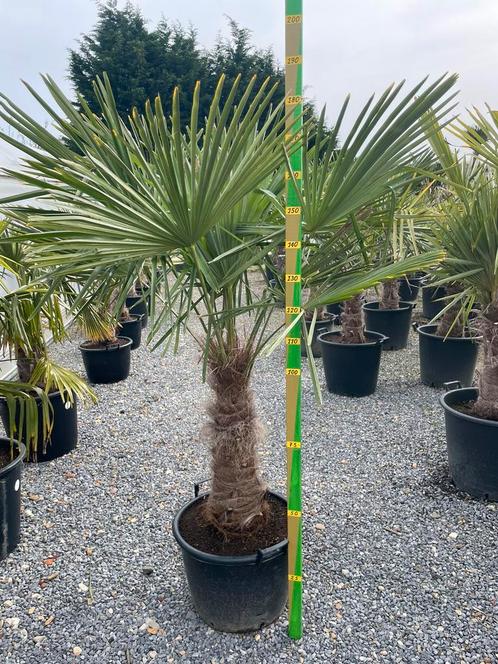 Palmiers, Jardin & Terrasse, Plantes | Arbres, Enlèvement ou Envoi