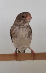 Recherché : noble chanteur, homme