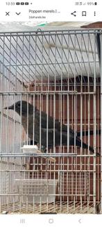 Merel pop van 2025, Dieren en Toebehoren, Vrouwelijk, Wildzangvogel, Geringd