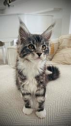Maine Coon Kitten beschikbaar, Dieren en Toebehoren, Katten en Kittens | Raskatten | Langhaar, Meerdere dieren, Gechipt, 0 tot 2 jaar