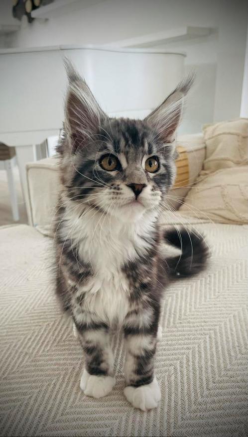 Maine Coon Kitten beschikbaar, Dieren en Toebehoren, Katten en Kittens | Raskatten | Langhaar, Meerdere dieren, 0 tot 2 jaar, Gechipt