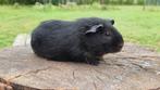 Cavia beertje gezocht, Dieren en Toebehoren, Knaagdieren, April, Mannelijk, Cavia