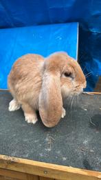 Franse hangoor ram, Dieren en Toebehoren, Konijnen, Mannelijk, Groot, Hangoor, 0 tot 2 jaar