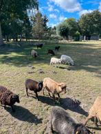 Ouessant schaapjes, Dieren en Toebehoren, Meerdere dieren, 0 tot 2 jaar