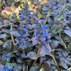 Ajuga reptans 'Atropurpurea', Tuin en Terras, Planten | Tuinplanten, Ophalen