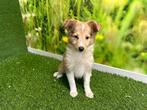 Shetland Sheepdog pups - kleur Merle