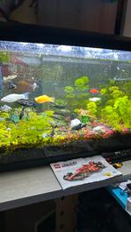 Baby mollys, Dieren en Toebehoren, Vis, Zoetwatervis, Schoolvis