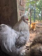Trio USA zijdehoen, Meerdere dieren, Kip