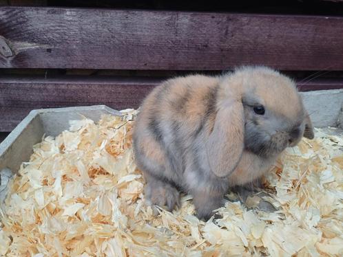 6 Mooie lieve nederlandse dwerghangoortjes NHD, Dieren en Toebehoren, Konijnen, Hangoor