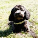 Cavapoo pupje - teefje geboren in België, Dieren en Toebehoren, België, 15 weken tot 1 jaar, CDV (hondenziekte), Teef