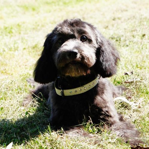 Cavapoo pupje - teefje geboren in België, Dieren en Toebehoren, Honden | Chihuahua's en Gezelschapshonden, Teef, Overige rassen