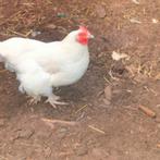 Kippen, Dieren en Toebehoren, Pluimvee, Kip